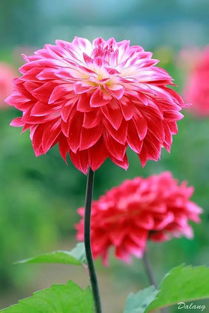 大麗花的花語是背叛嗎,不是它寓意著吉祥、吉利，好運(yùn)氣