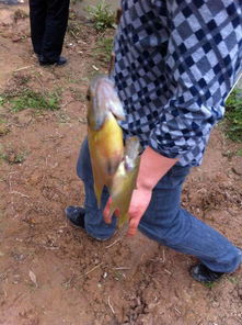 太陽魚怎么釣，太陽魚在垂釣的時候使用2.7米或3.6米手竿