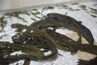 娃娃魚一斤多少錢,40到80塊錢一斤左右