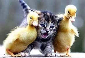 娃娃魚怎么吃,首先將娃娃魚打暈放血