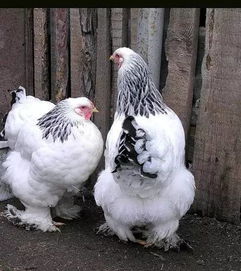 婆羅門雞哪里有賣，市面上是買不到的