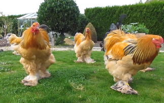 婆羅門雞能長多大，公雞大概能長到12斤左右