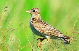 家中養什么鳥最干凈,畫眉鳥是一種干凈的適合家養的鳥