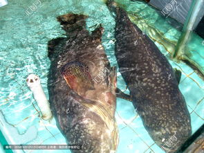 廣州龍躉魚多少錢一斤，龍躉大概是300元左右一斤