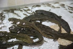 娃娃魚一斤多少錢，40到80塊錢一斤左右