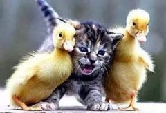 娃娃魚怎么吃,首先將娃娃魚打暈放血