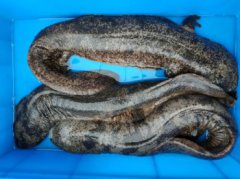 娃娃魚能吃嗎，人工養殖的娃娃魚能吃