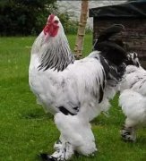 婆羅門雞中國有養的嗎,昌婆羅門雞是上大重量級別的雞