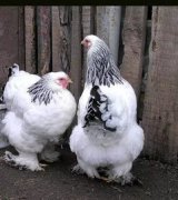 婆羅門雞哪里有賣，市面上是買不到的