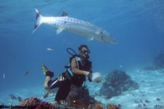 帶魚生活在海底多少米，在海底60-100米屬于深海魚類