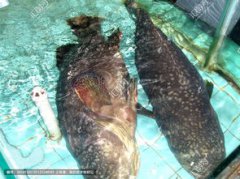 廣州龍躉魚多少錢一斤，龍躉大概是300元左右一斤