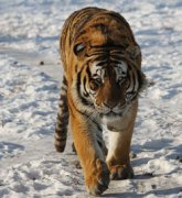 開普獅和東北虎誰厲害，東北虎和開普獅不分伯仲