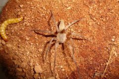 很怕白額高腳蛛怎么辦,不要打死它們趕走就好啦