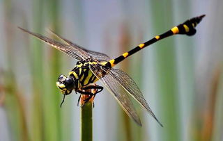 是益蟲的動物有什么有哪些，蜘蛛、蜻蜓、蜜蜂、家蠶