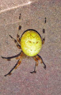 最嚇人的蜘蛛，有一種蜘蛛它們“背”著人臉