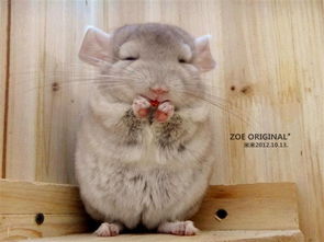 最好養(yǎng)的寵物排行榜，倉鼠、中華草龜、龍貓、龍蝦