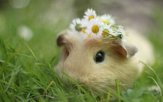 最好養的寵物,倉鼠、藍貓、草龜、刺猬