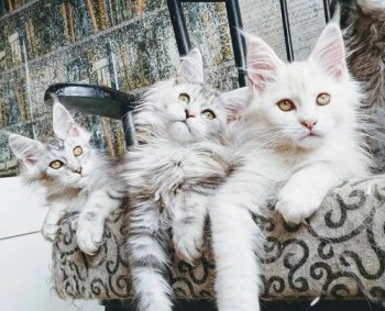 最好養(yǎng)的貓,田園貓、藍(lán)貓、暹羅貓、虎斑