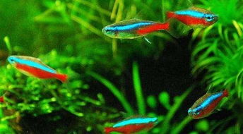 最好養(yǎng)的觀賞魚，藍(lán)曼龍、鱧科魚、斑馬魚