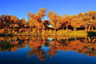 最美胡楊林在哪里，額濟(jì)納胡楊林、輪臺(tái)胡楊林