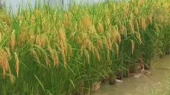 望月鱔為什么有毒,因為專門以尸體為食是極陰之物