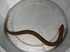 望月鱔是真的嗎,傳說望月鱔喜食死狗、死貓及之類