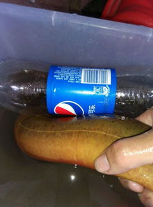 望月鱔能吃嗎,有劇毒,不可以食用,食用后會死亡