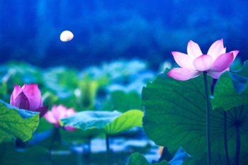 朱自清的荷塘月色,層層的葉子中間零星地點綴著些白花