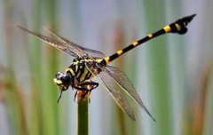 是益蟲的動物有什么有哪些,蜘蛛、蜻蜓、蜜蜂、家蠶