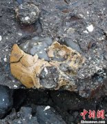 最古老的猿人化石發現于云南哪里，在云南昭通煤礦中發現