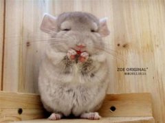 最好養的寵物排行榜，倉鼠、中華草龜、龍貓、龍蝦