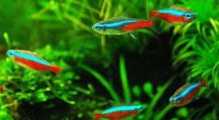 最好養的觀賞魚，藍曼龍、鱧科魚、斑馬魚