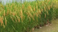 望月鱔為什么有毒，因為專門以尸體為食是極陰之物