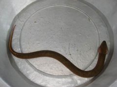 望月鱔是真的嗎,傳說望月鱔喜食死狗、死貓及之類