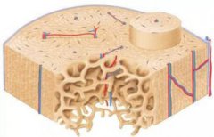 人體最堅硬的是什么部位，是牙齒構成成分不是骨骼