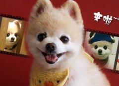 俊介犬能長(zhǎng)多大，成年一般體重在3—4公斤