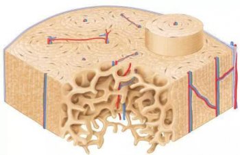 人體最堅硬的是什么部位，是牙齒構成成分不是骨骼