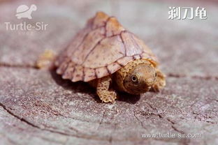 剃刀龜怎么冬眠，在溫度下降到15℃以下時(shí)