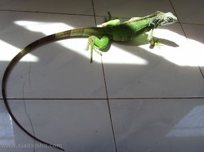 變色龍是蜥蜴嗎,變色龍是蜥蜴但它只是蜥蜴的一種