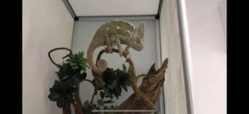 變色龍的特點(diǎn)和本領(lǐng),變色龍能根據(jù)環(huán)境變化改變自己的體色