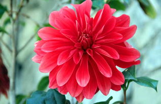 大麗花什么時候發芽，2～5月份播種一周左右就能發芽