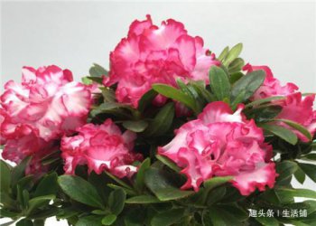 杜鵑花開完花怎么管理,需要把已經開敗的殘花剪除