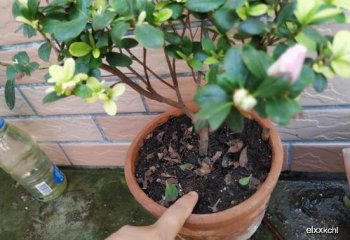 杜鵑花施什么肥,基肥可以用一些固體肥