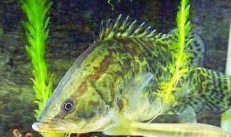 桂花魚一斤多少錢,價格行情一般是在40-60元一斤上下