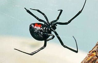 夢見好多黑蜘蛛,預(yù)示著近期你在財(cái)運(yùn)方面不錯