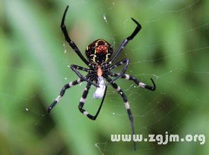夢見好多黑蜘蛛,戀愛中的人夢見好多黑色蜘蛛