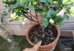 杜鵑花施什么肥,基肥可以用一些固體肥