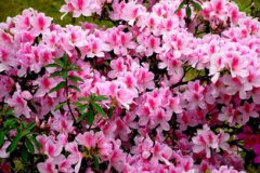 杜鵑花的寓意和象征,杜鵑花適合戀人之間互贈(zèng)