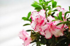 杜鵑花的花語,花語是愛的欣喜節(jié)制節(jié)制欲望