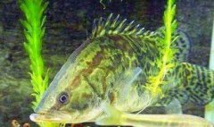 桂花魚一斤多少錢，價格行情一般是在40-60元一斤上下